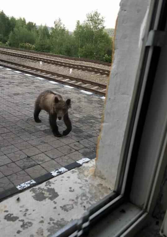 呼伦贝尔哈达火车站惊现黑熊怎么回事？图片详情曝光太吓人了