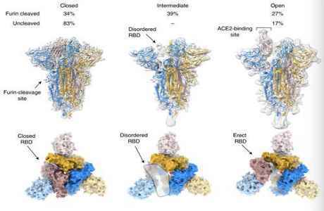 刺突糖蛋白结构揭示新冠病毒自然演化新线索，或对疫苗设计具有重要借鉴意义|国际战“疫”行动