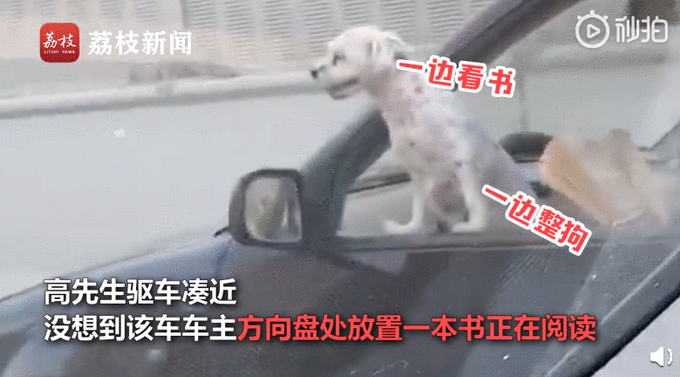 司机开车时边撸狗边看书怎么回事 详细经过现场图网友炸了