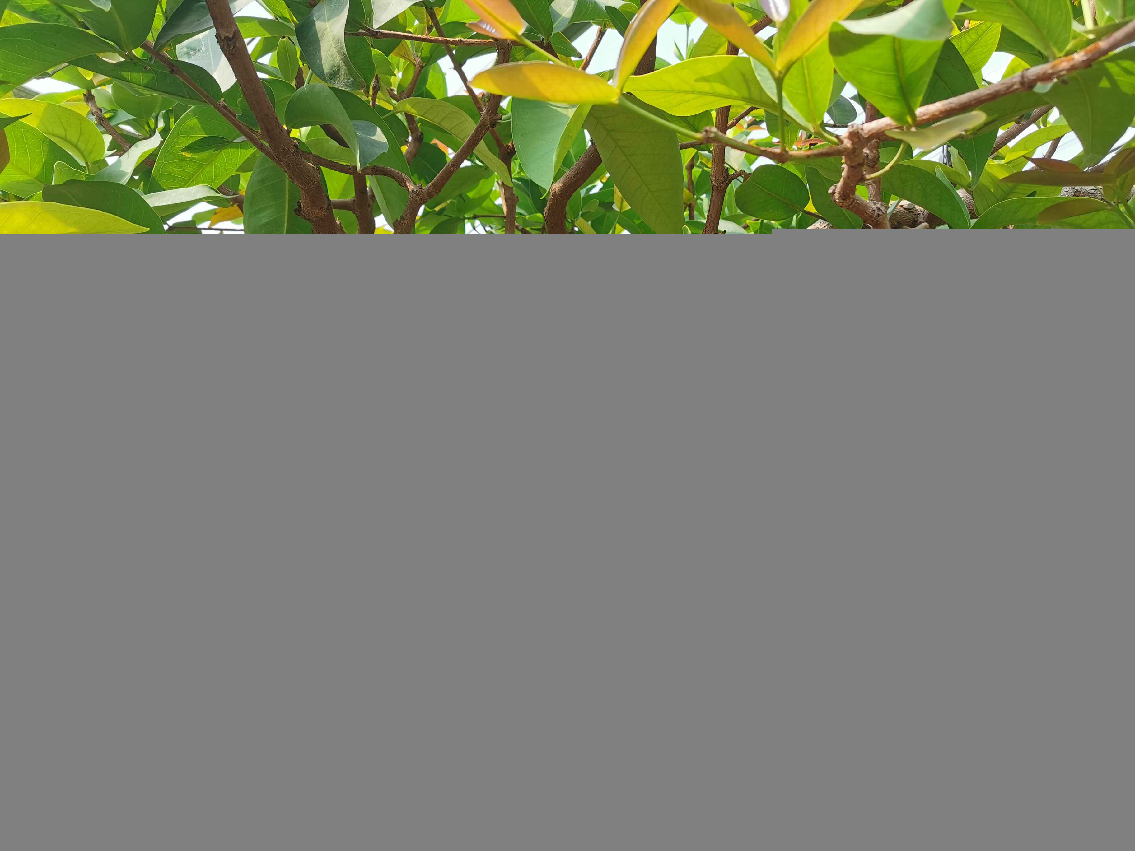 防疫种植两不误 南方莲雾“小红灯笼”京郊挂满枝