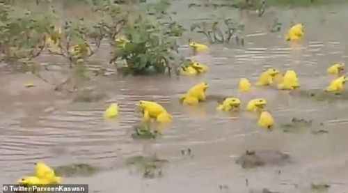 印度一积水田地里惊现大群亮黄色青蛙 原因竟是为了求偶变色