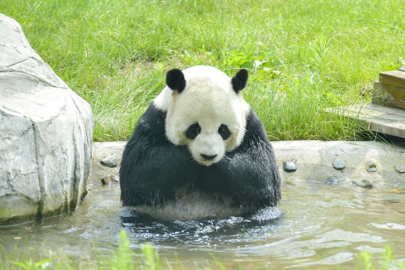 中国最北熊猫馆开馆“复工” 熊猫戏水纳凉逗乐游客