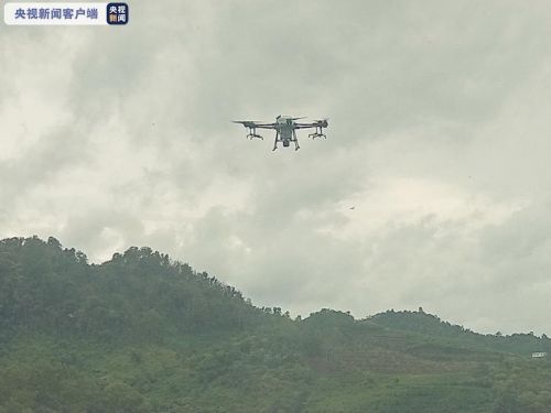 云南黄脊竹蝗发生面积逾15万亩 连续8天无境外迁飞