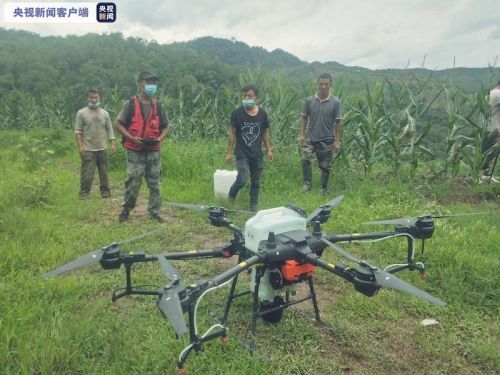 云南黄脊竹蝗发生面积逾15万亩 连续8天无境外迁飞