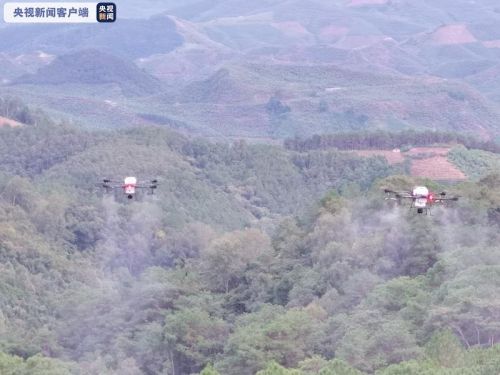 云南黄脊竹蝗发生面积逾15万亩 连续8天无境外迁飞