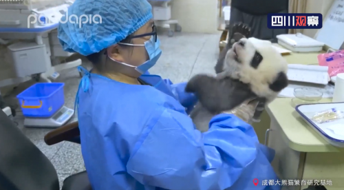 大熊猫宝宝和饲养员吵架全过程曝光太高能 奶凶吼叫萌翻网友