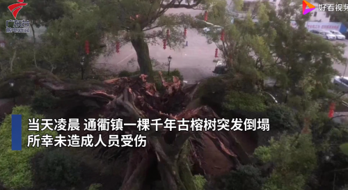广东1100多岁古榕树倒塌怎么回事？1100多岁古榕树为什么倒塌
