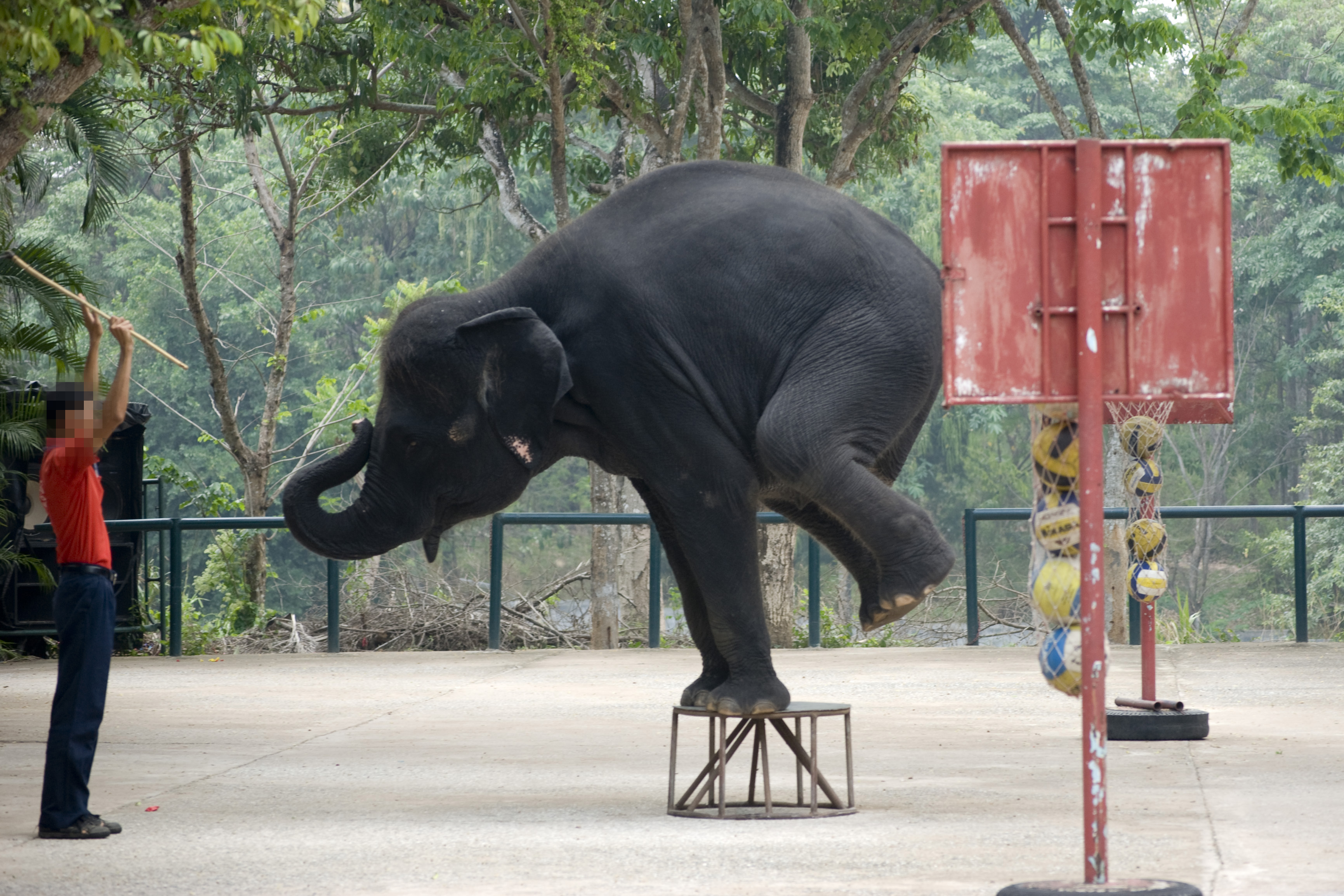 《东南亚旅游从业大象福利现状调查》：六成圈养大象生活在恶劣条件中