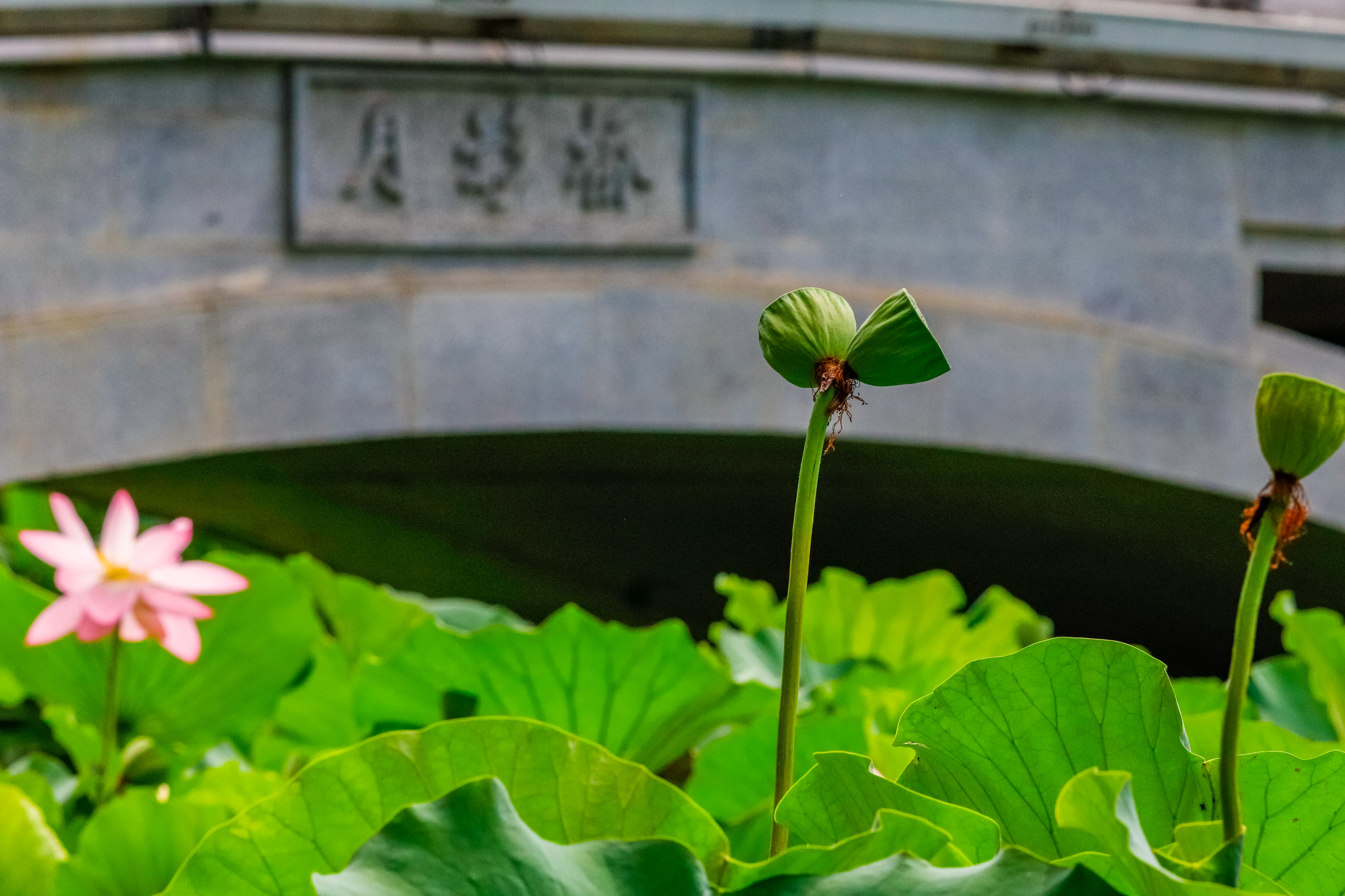 欣慰！惊艳世人遭偷摘后，南京并蒂莲被制成标本送回