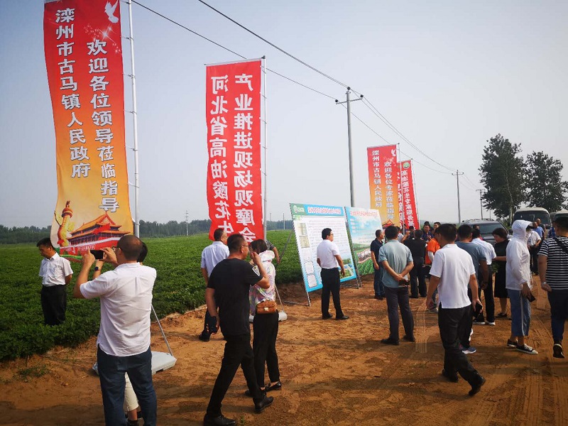 河北高油酸花生高质量发展，路在何方？