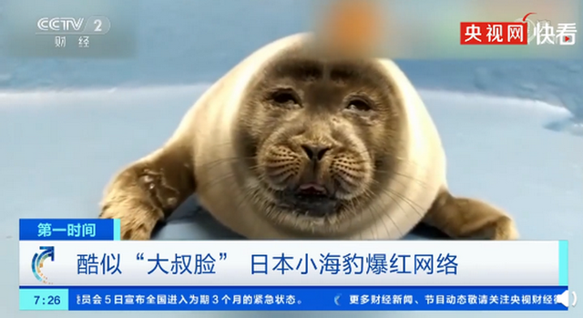 日本小海豹酷似大叔脸爆红 游客争先恐后去水族馆看小海豹
