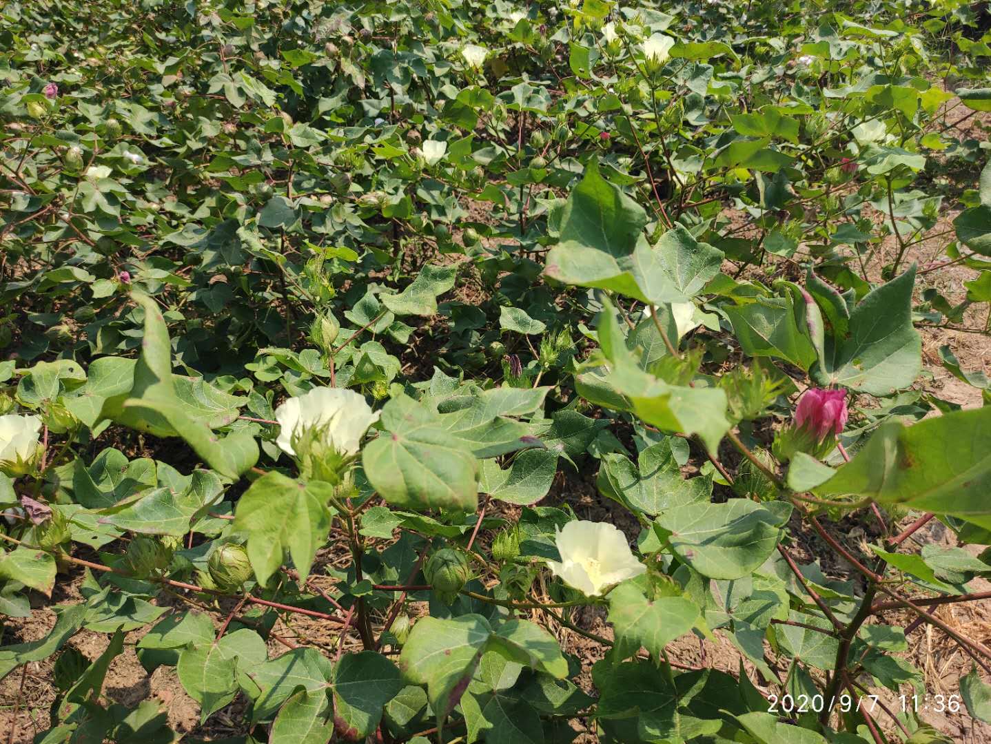 “白露花，不归家”，白露后棉株开花怎么办？