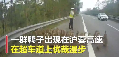 50多只鸭大摇大摆上高速怎么回事？画面详情曝光高速交警操碎心