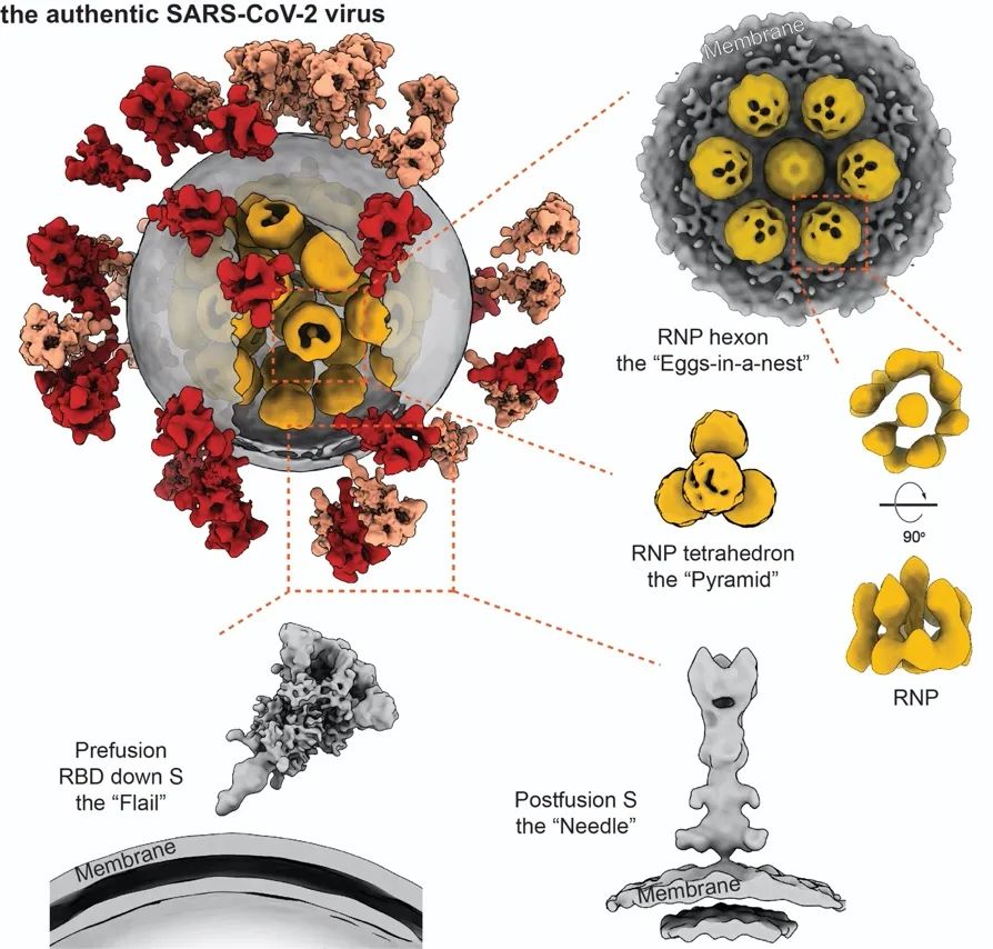 李兰娟联合科研团队揭示首个新冠病毒全病毒精细结构