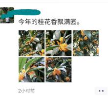 桂花如此香浓 背后藏着什么“玄机”？