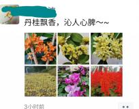 桂花如此香浓 背后藏着什么“玄机”？