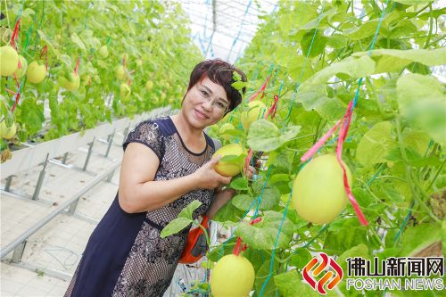 全国网媒大咖走进岭南佛山 感受乡村振兴美丽新画卷