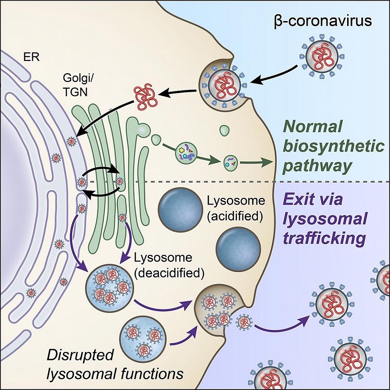 溶酶体是新冠病毒“逃离”细胞的关键|国际战“疫”行动
