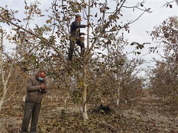 修剪果树、挖施肥坑……这个镇乡村活跃着15支林果业技术服务队