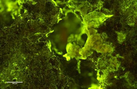 外星“生物采矿”可行！微生物可在零重力环境下开采稀土元素|总编辑圈点