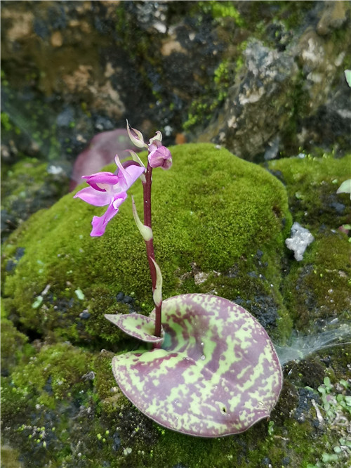 云南德宏首次发现舌喙兰属珍稀植物