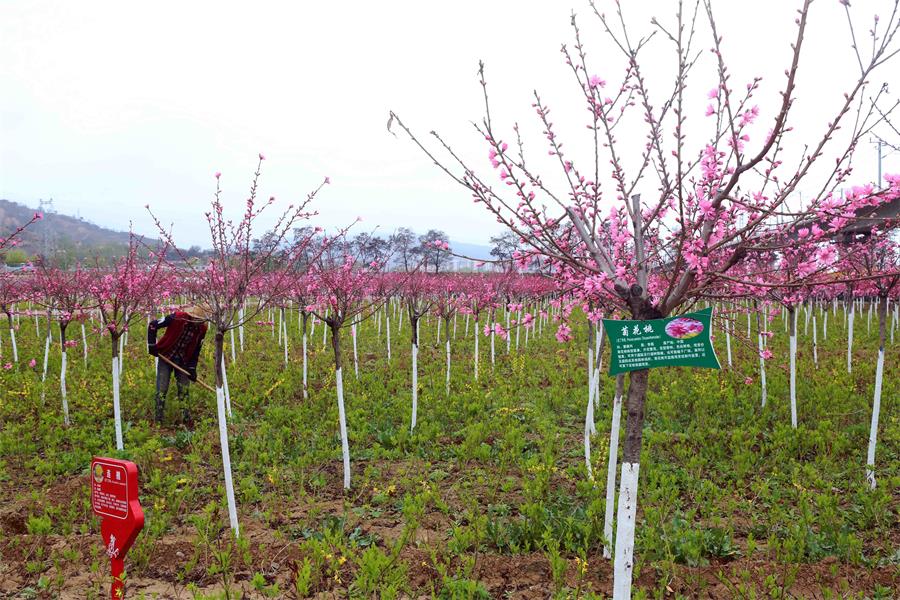 甘肃天水：花果齐放，产业富农正当时