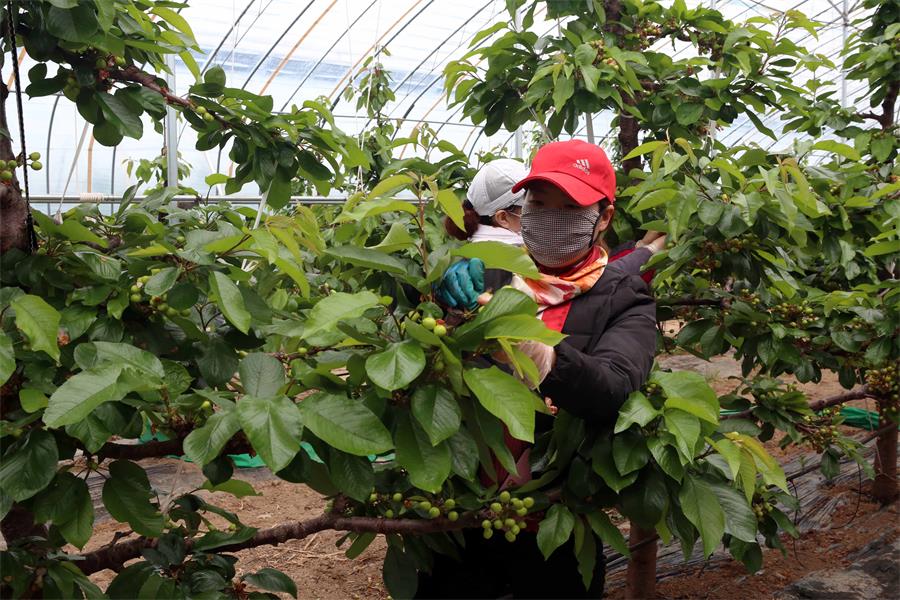 甘肃天水：花果齐放，产业富农正当时