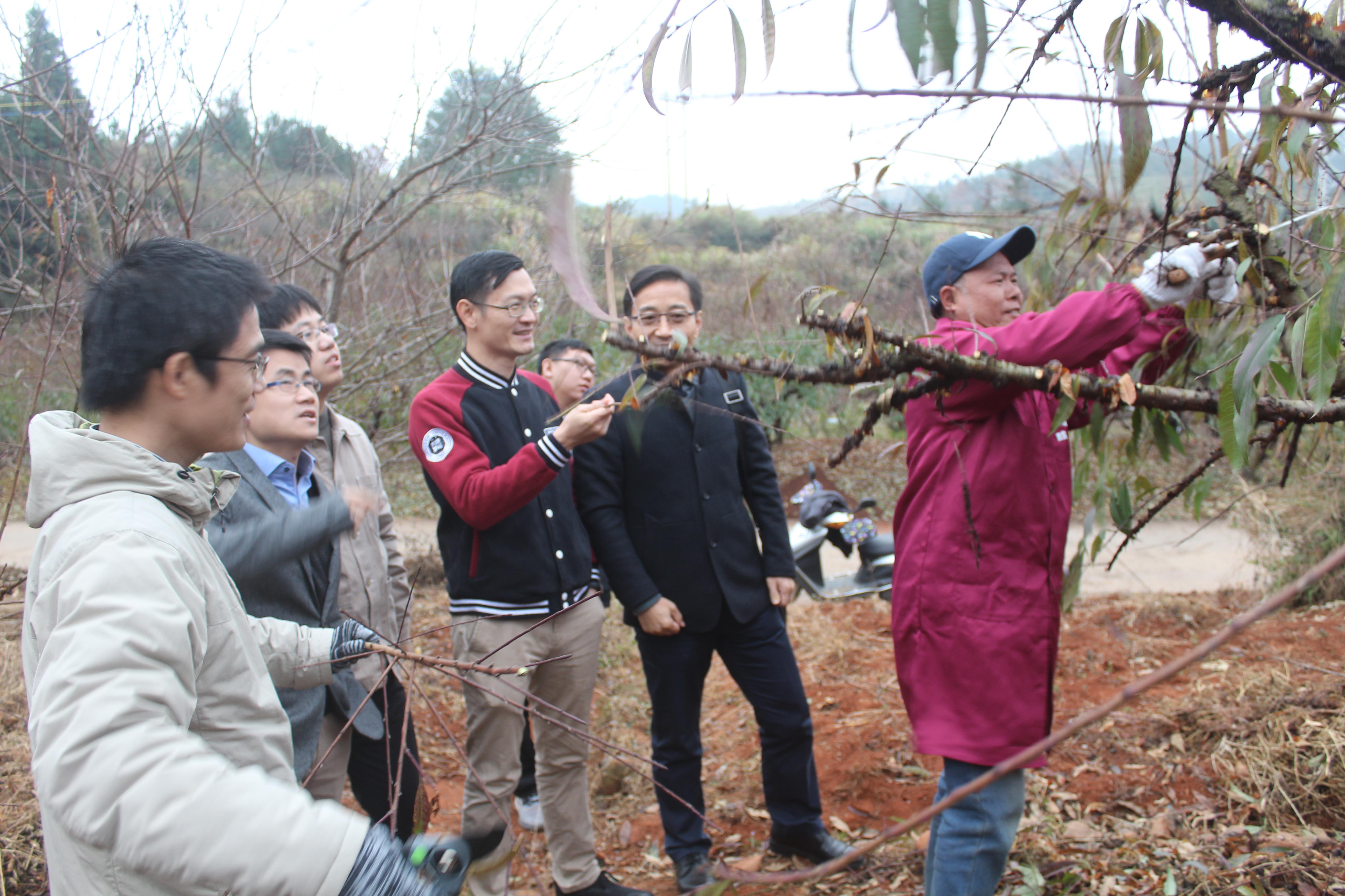 深圳大学农村科技特派员“问诊”鹰嘴桃果树