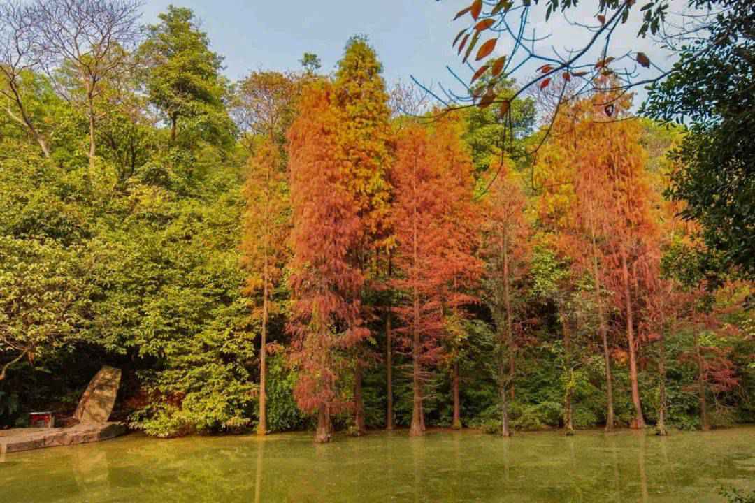 广州的秋天实在太美啦!这几个地方就像闯进了童话世界~