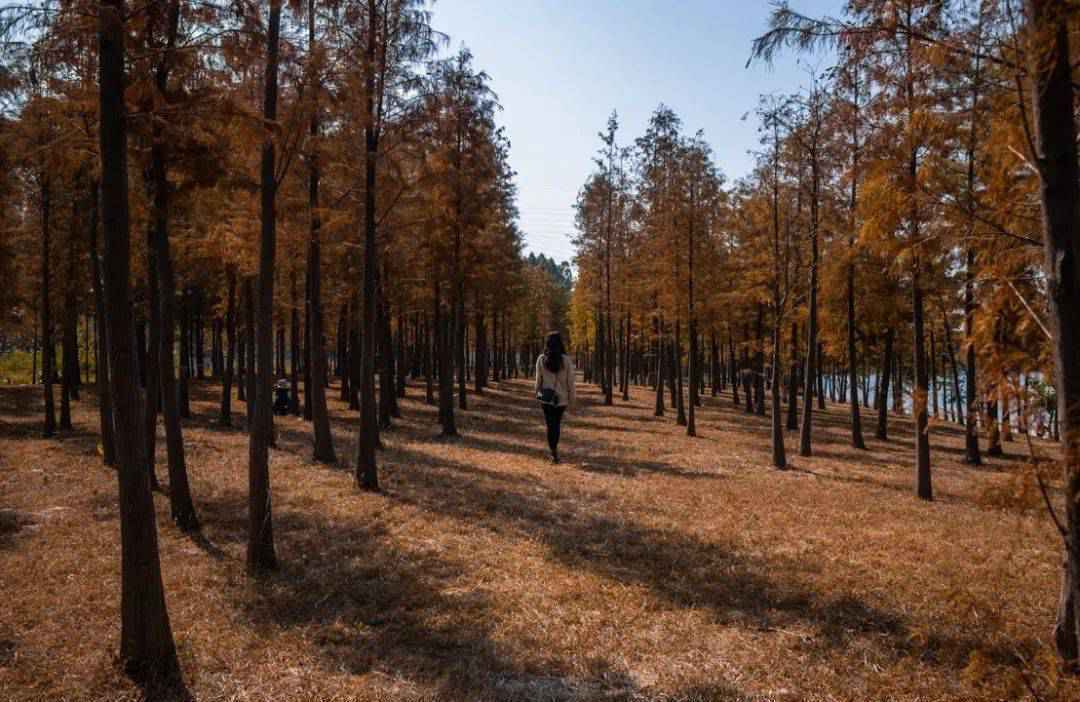 广州的秋天实在太美啦!这几个地方就像闯进了童话世界~