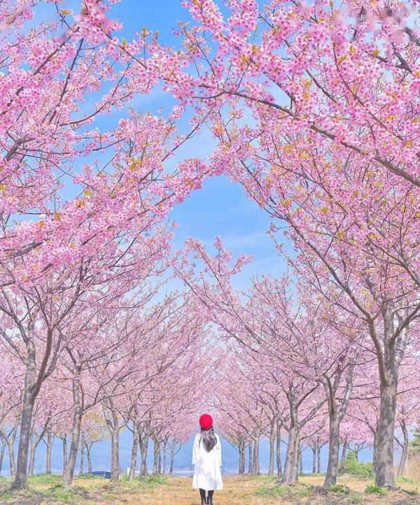 日本爸爸把女儿拍成宫崎骏动画,治愈无数人,每天上万人催他晒娃!