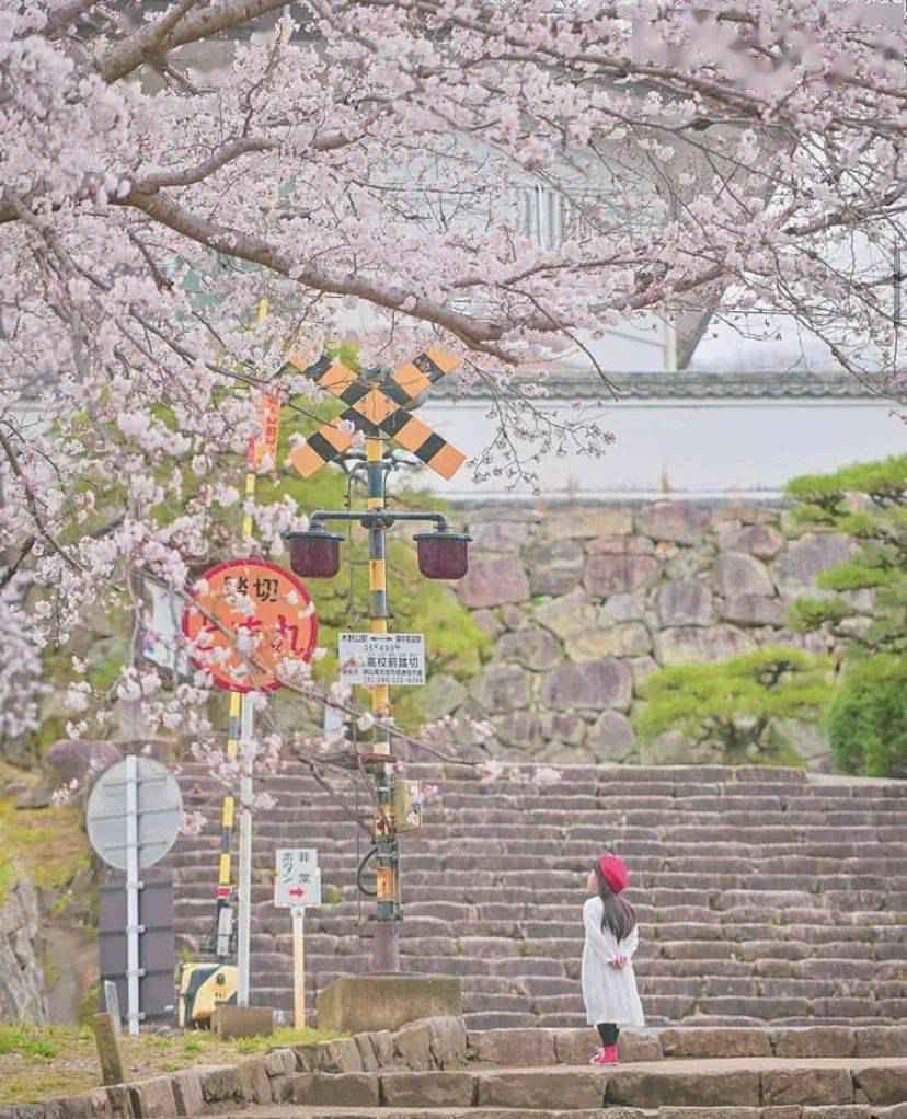 日本爸爸把女儿拍成宫崎骏动画,治愈无数人,每天上万人催他晒娃!