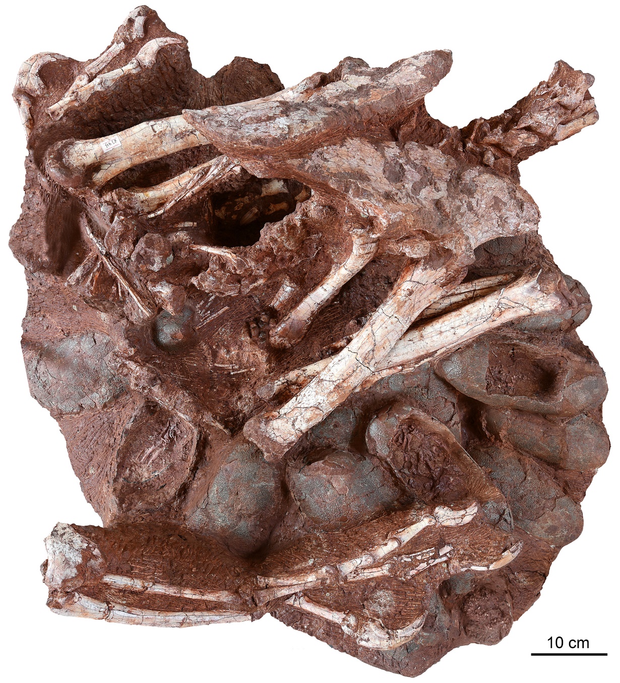 窃蛋龙会孵蛋！7000万年前化石证实早期假说