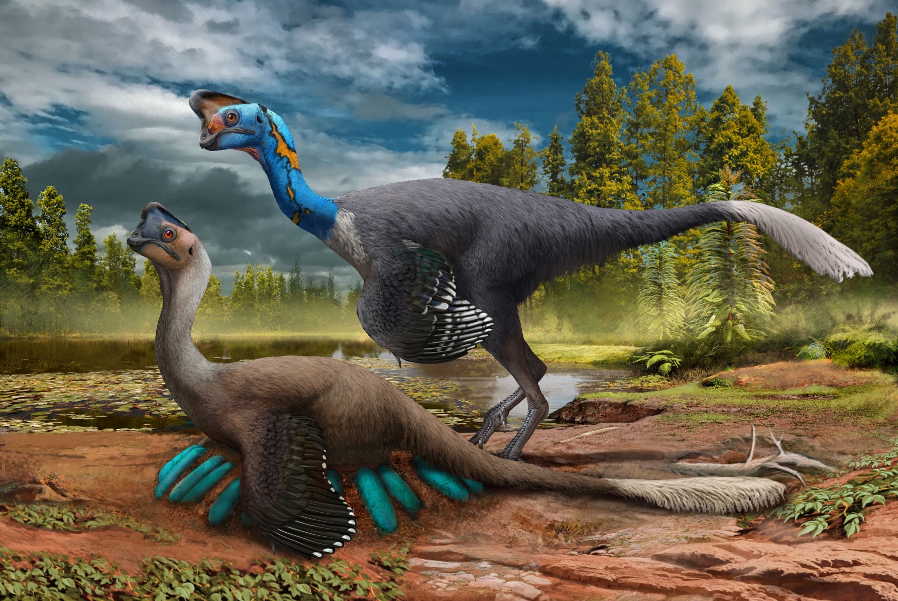 窃蛋龙会孵蛋！7000万年前化石证实早期假说