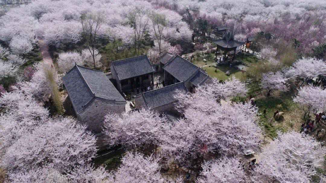 【“魏”资讯】喜讯!鄢陵唐韵生态旅游区荣膺国家4A级旅游景区
