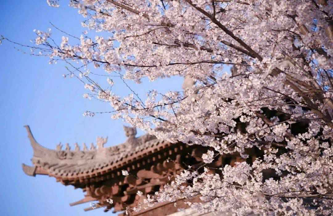 【“魏”资讯】喜讯!鄢陵唐韵生态旅游区荣膺国家4A级旅游景区