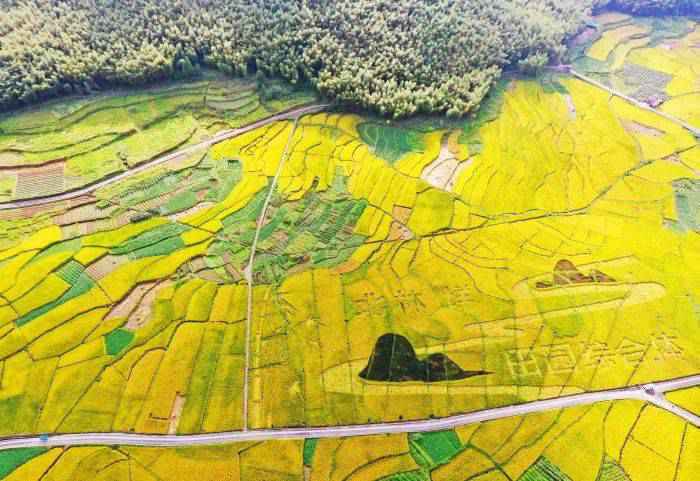 精彩瓯海2020|(21)“土丫头”变身“俏美人”,瓯海的“田姑娘”越来越靓