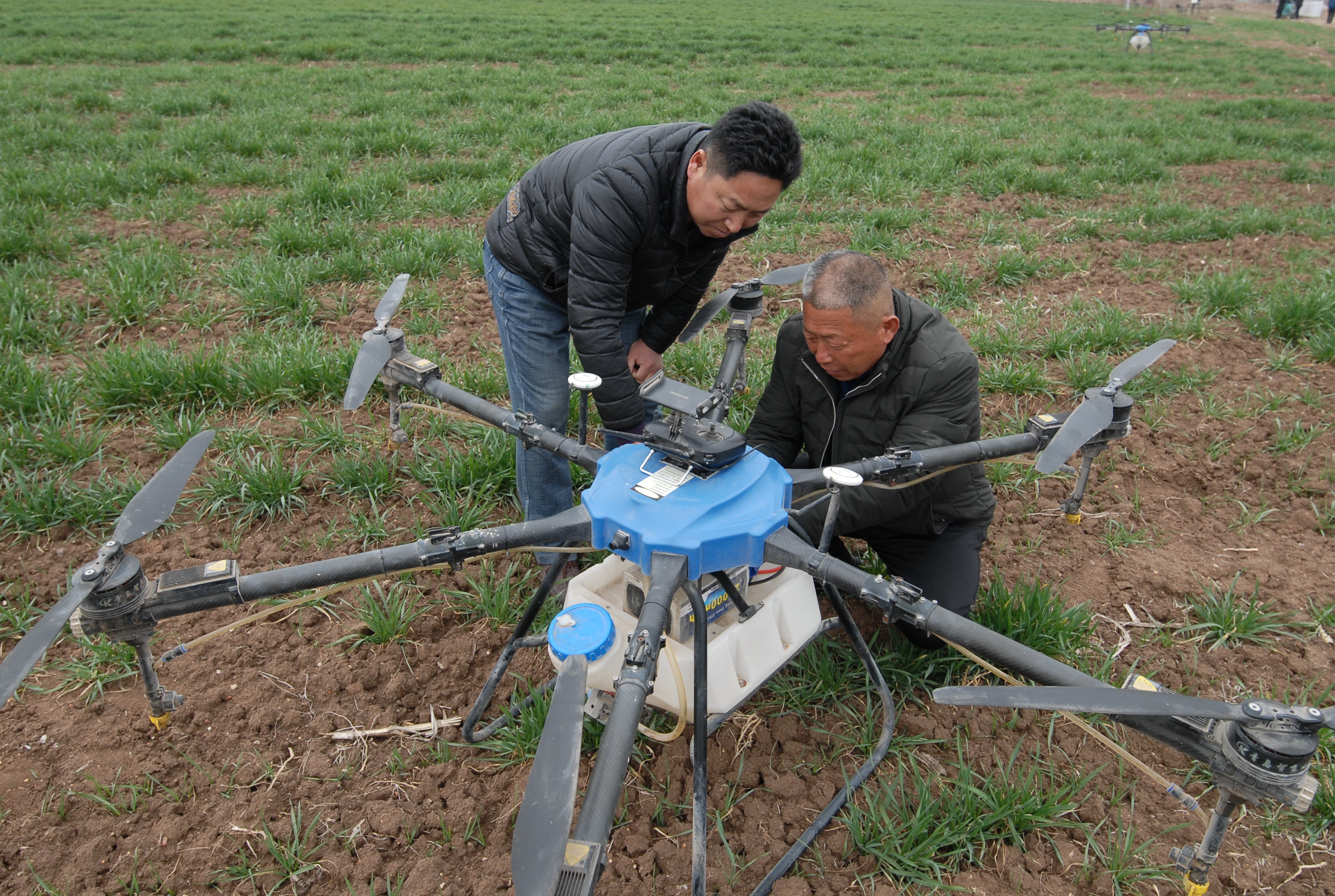 青岛即墨：智能植保无人机助力小麦“一喷三防”作业
