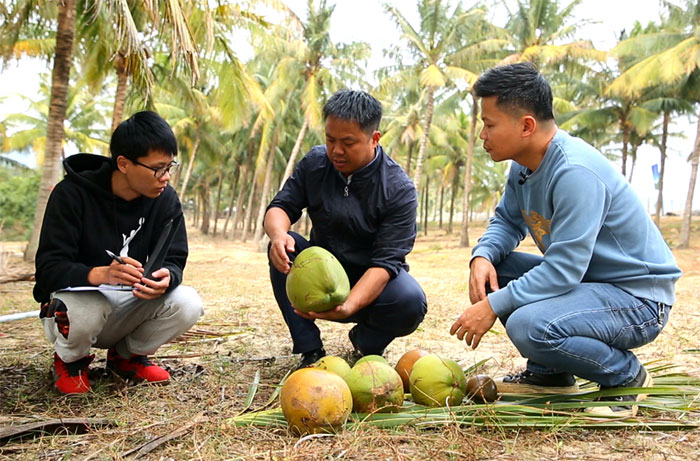 椰子种子种苗“野蛮”生长亟须规范引导