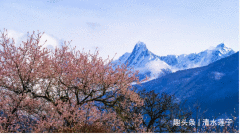 2020年西藏游:雅鲁藏布江,嘎朗湖,岗云杉林,草湖