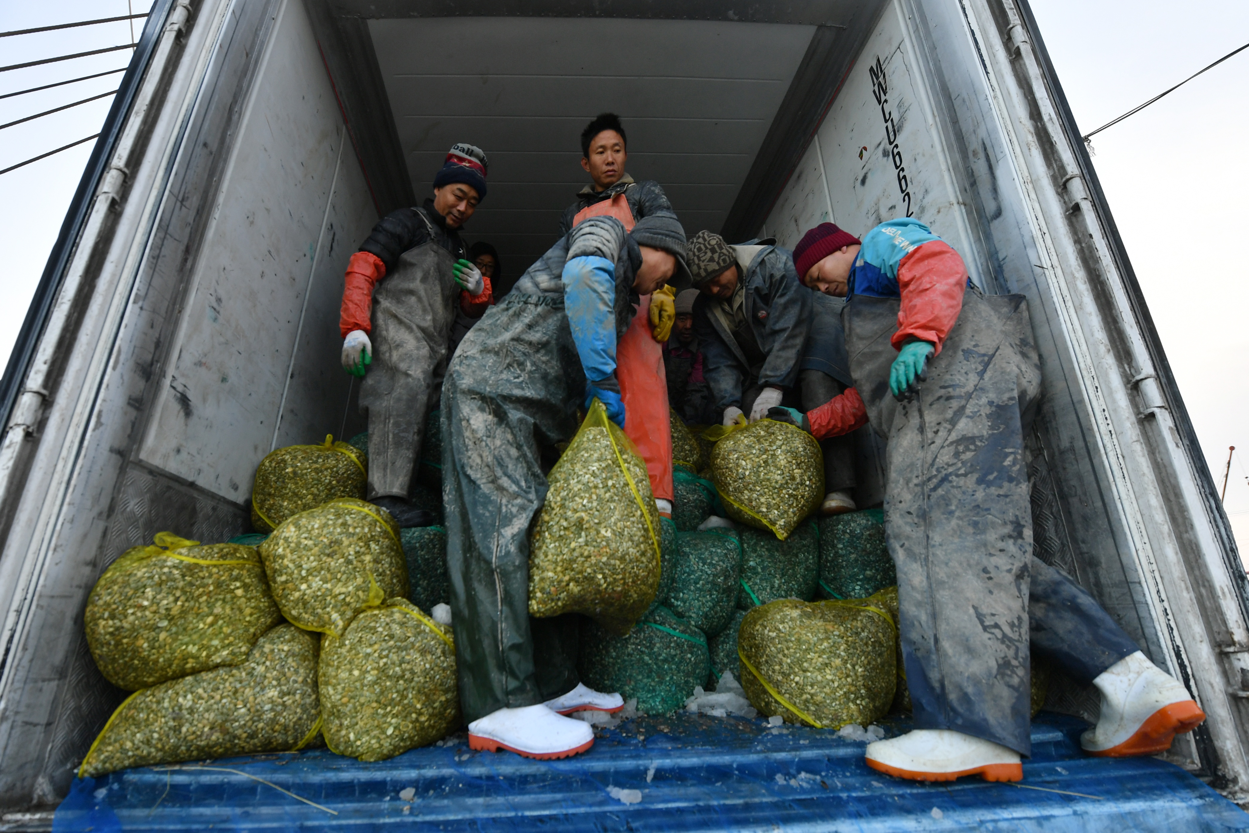 胶州湾海星减少 渔民恢复春季生产
