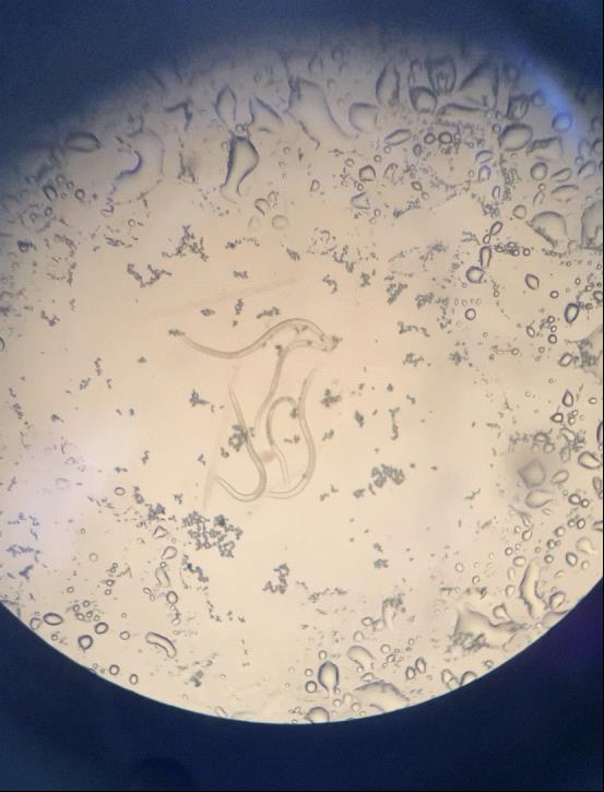 打击非法引进外来物种和种子苗木 守护国门生物安全