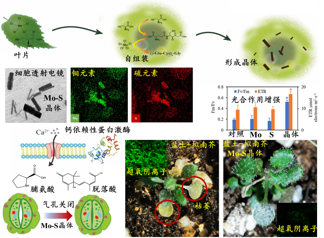 新型微纳米晶体保障植物在盐土上生长