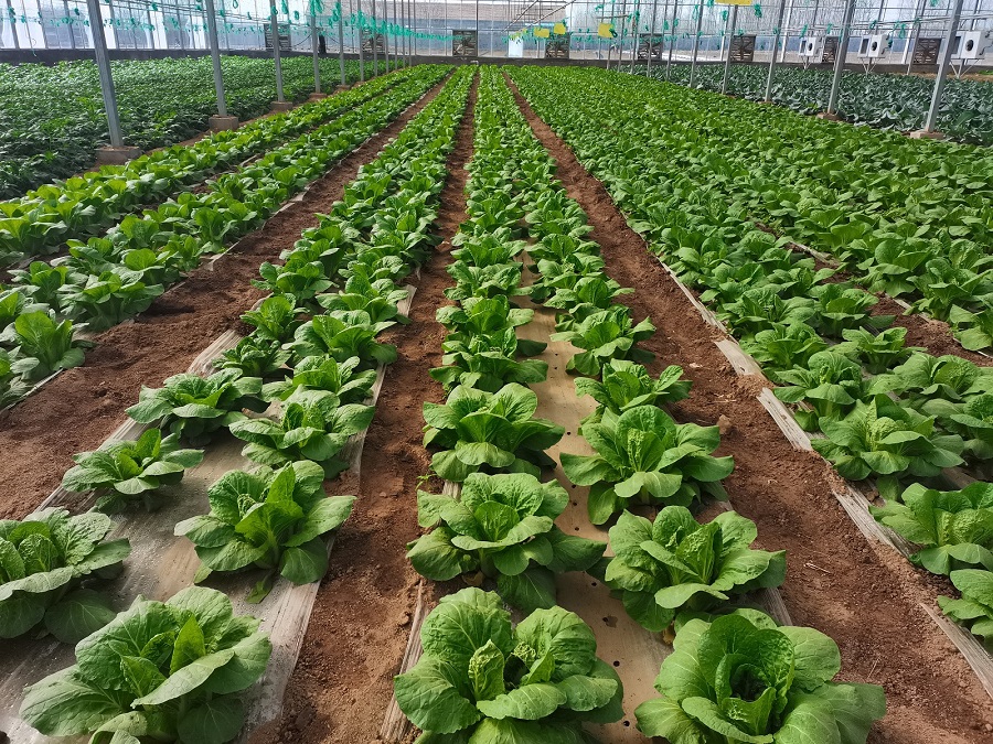 鲁迅笔下的“胶菜”，何以如此美味？