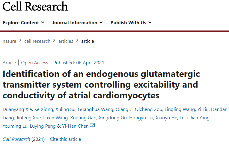 上海科研团队发现谷氨酸递质系统控制心电活动 为心律失常防治带来新理念