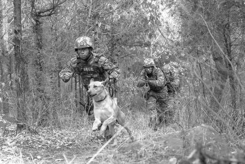 实战训练提升人犬协同作战能力