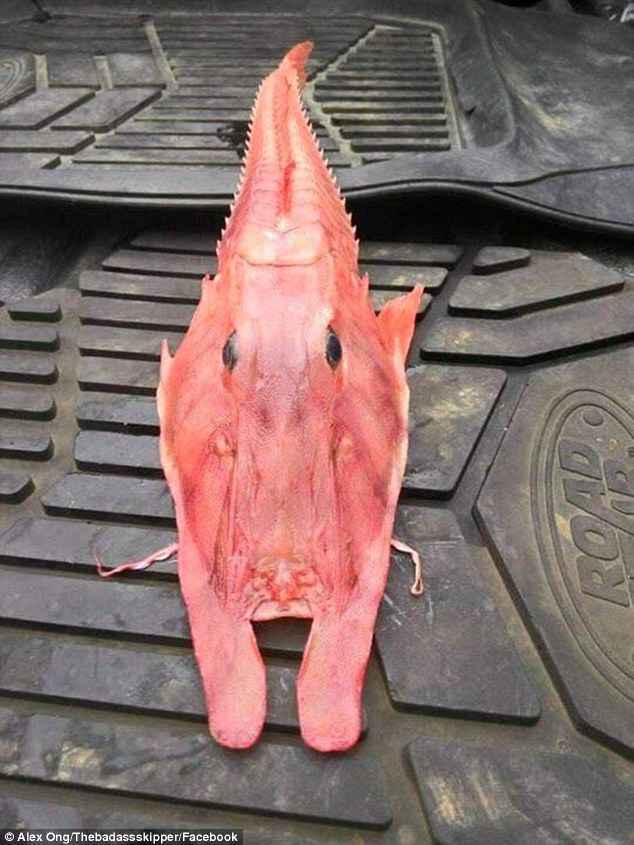 是鱼还是虾?渔民捕到神秘海洋生物被吓呆