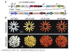 黄金大米后,大米又有新成员:转基因“虾红大
