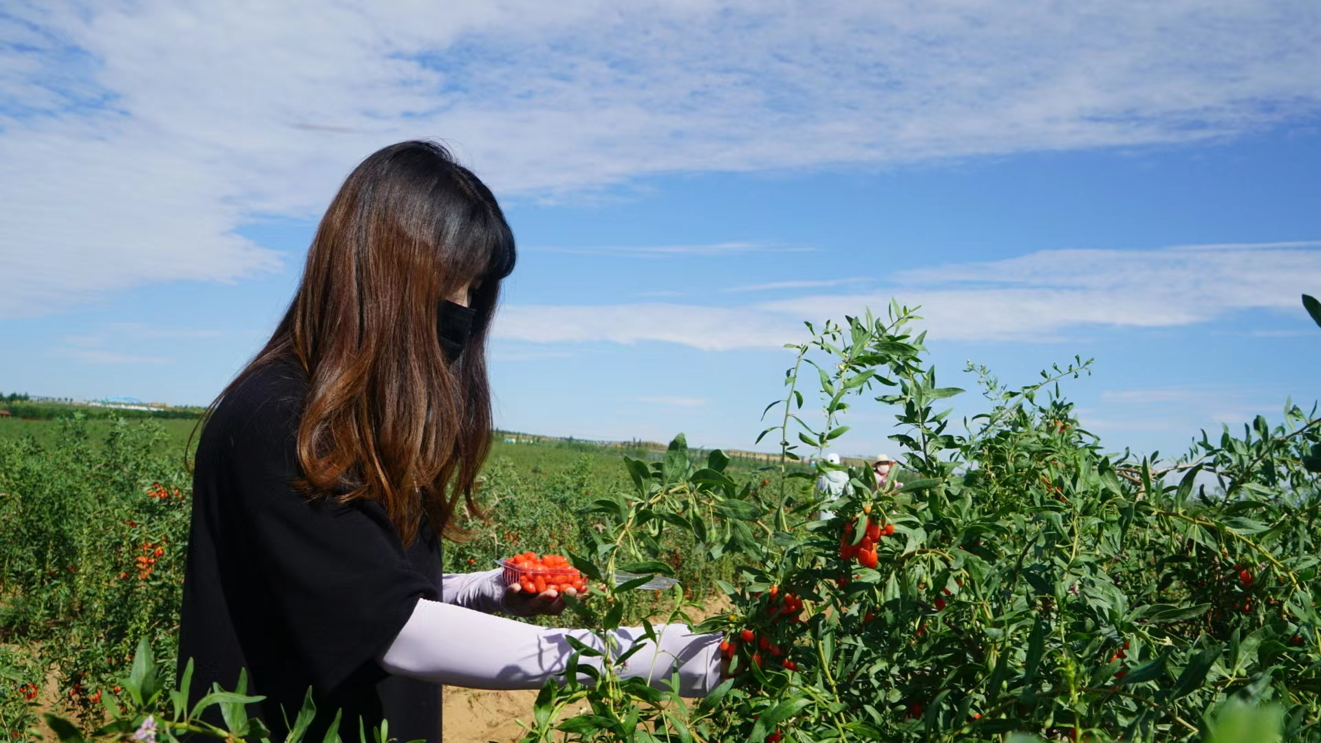 杞乡儿女感党恩！宁夏中宁举办枸杞鲜果直销节