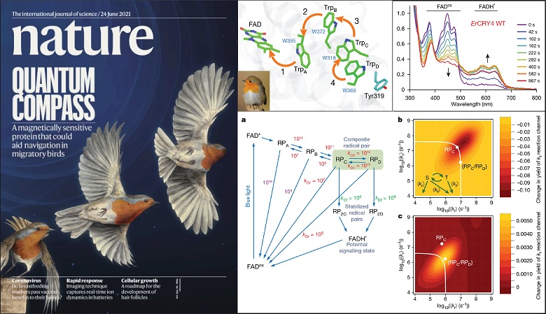中外科学家揭示了迁徙鸟类对地磁场感知的量子生物学原理